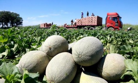 哈密瓜種植怎么施肥長(zhǎng)的好？用多不如用巧