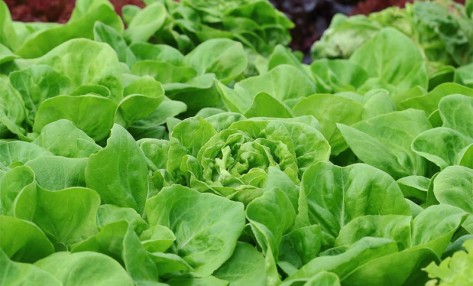 大量元素水溶肥灌溉需要注意哪些事項(xiàng)？