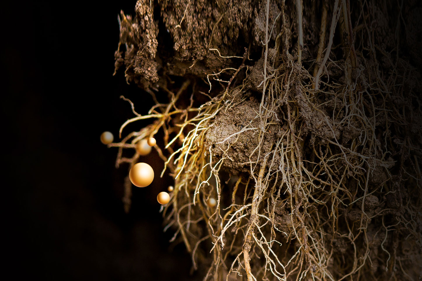 微生物菌肥系列